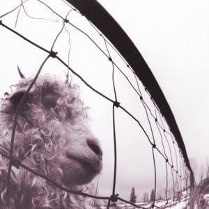 PEARL JAM Vs  (30th Anniversary)